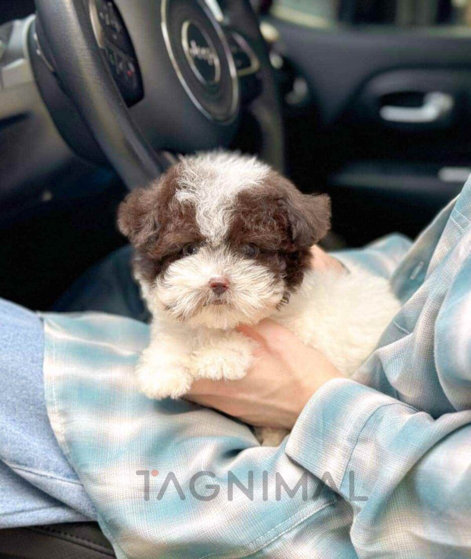 Poodle puppy for sale, dog for sale at Tagnimal