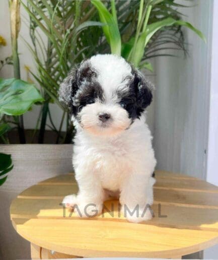 Poodle puppy for sale, dog for sale at Tagnimal