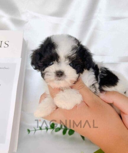 Poodle puppy for sale, dog for sale at Tagnimal