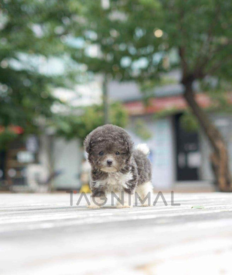 Poodle puppy for sale, dog for sale at Tagnimal