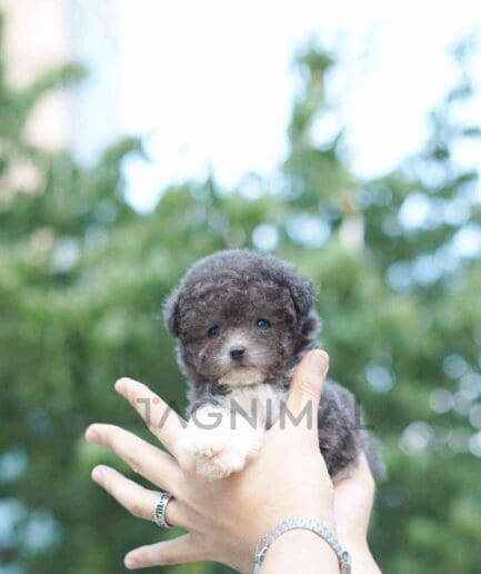 Poodle puppy for sale, dog for sale at Tagnimal