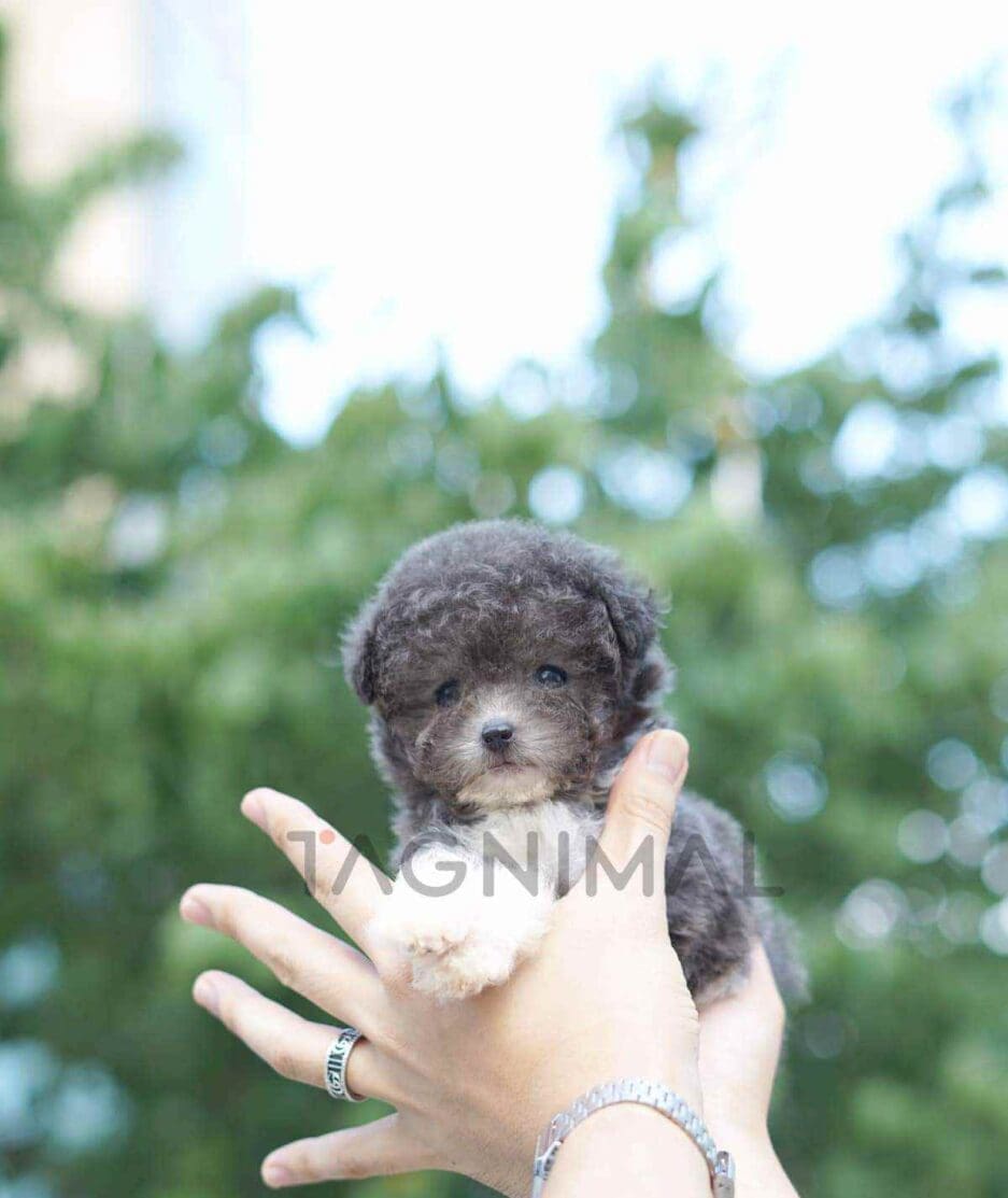 Poodle puppy for sale, dog for sale at Tagnimal