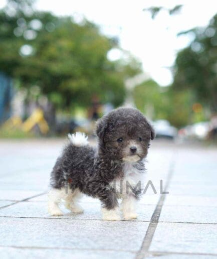 Poodle puppy for sale, dog for sale at Tagnimal