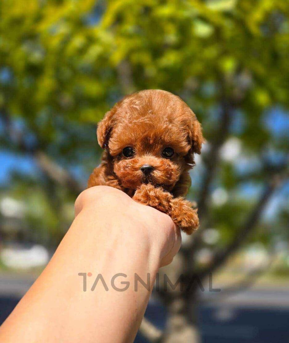 Poodle puppy for sale, dog for sale at Tagnimal