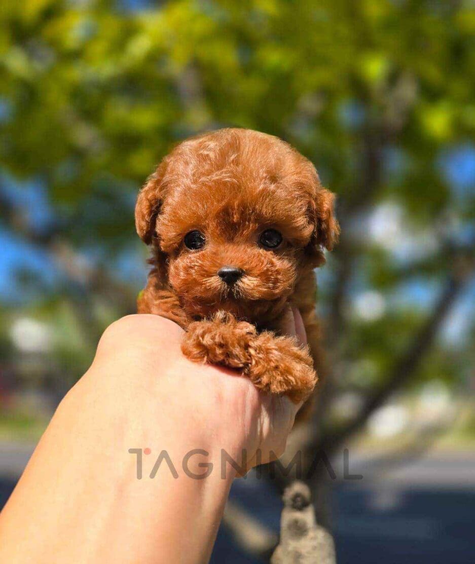 Poodle puppy for sale, dog for sale at Tagnimal