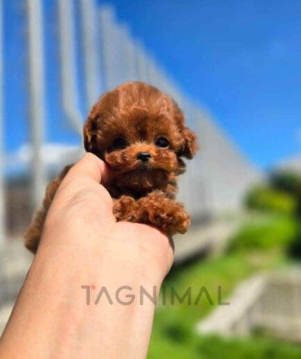 Poodle puppy for sale, dog for sale at Tagnimal