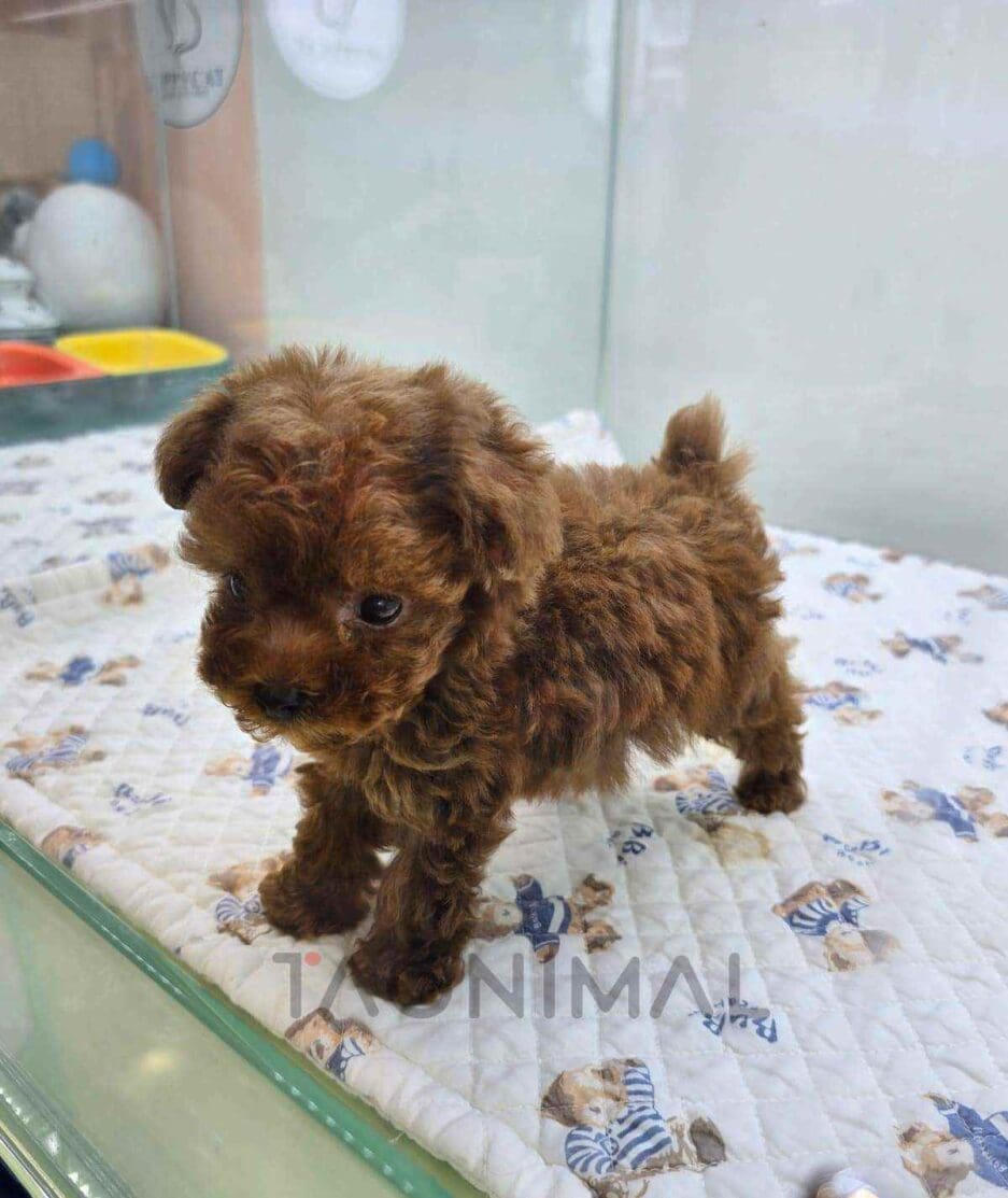 Poodle puppy for sale, dog for sale at Tagnimal