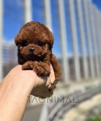 Poodle puppy for sale, dog for sale at Tagnimal