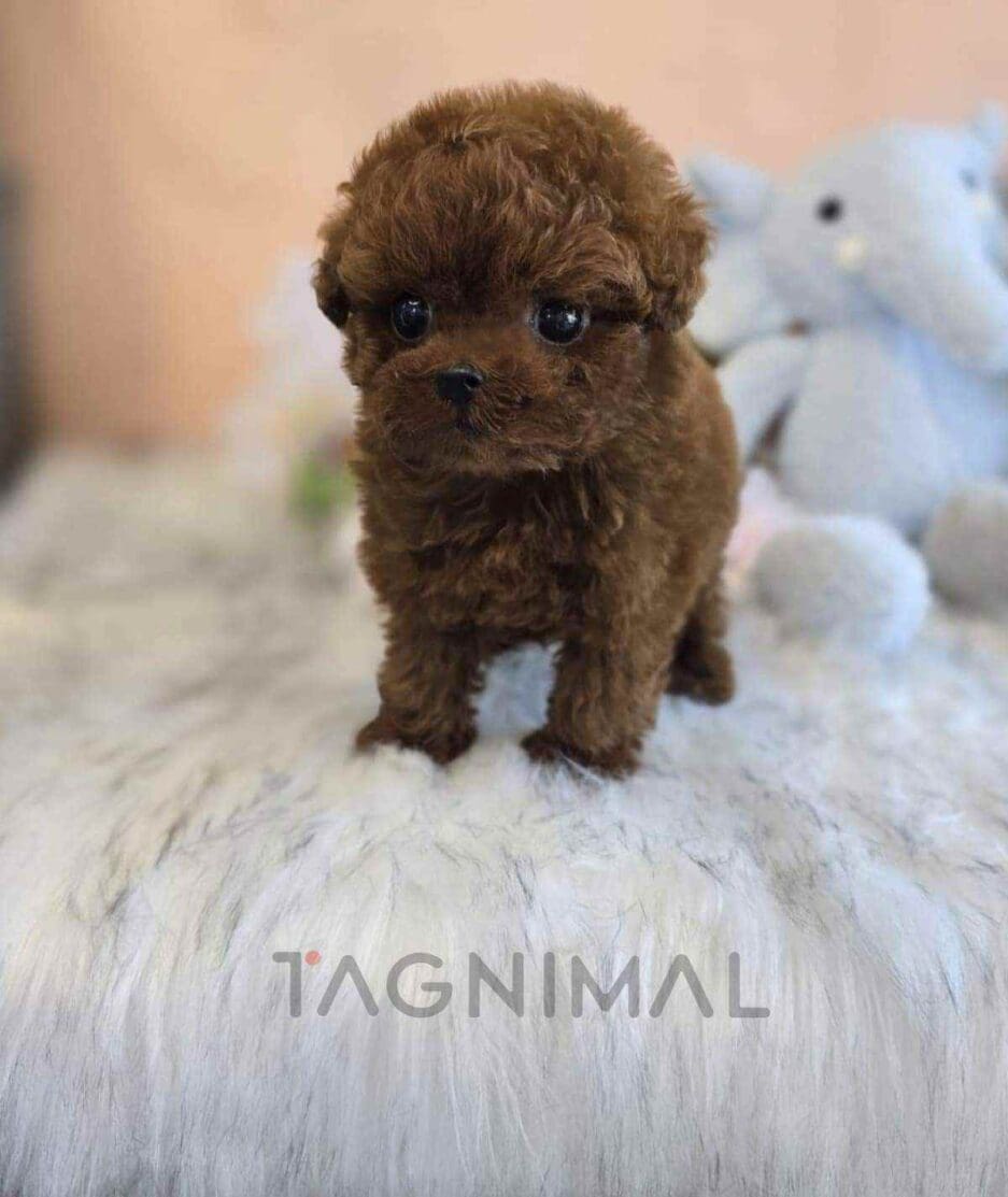 Poodle puppy for sale, dog for sale at Tagnimal