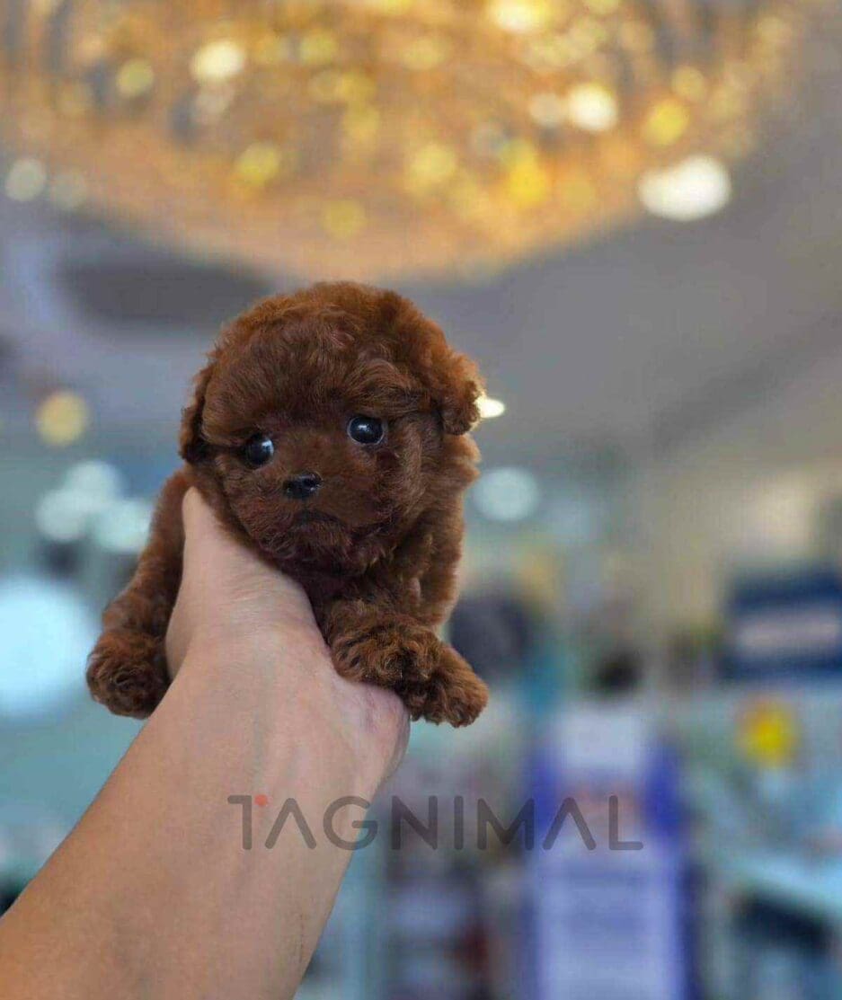 Poodle puppy for sale, dog for sale at Tagnimal