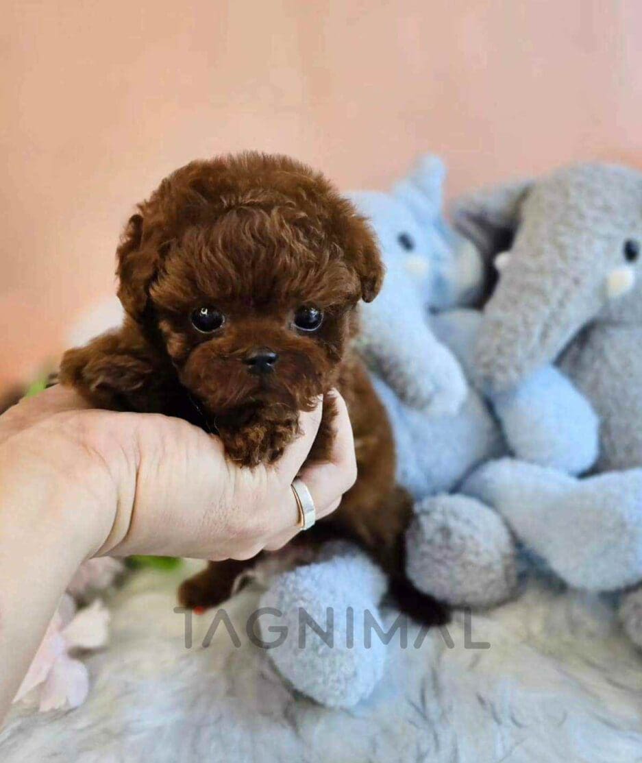 Poodle puppy for sale, dog for sale at Tagnimal