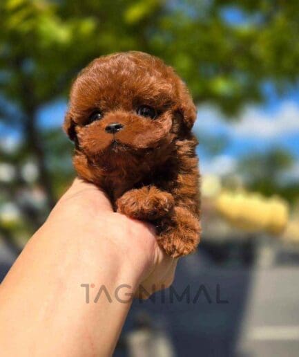 Poodle puppy for sale, dog for sale at Tagnimal