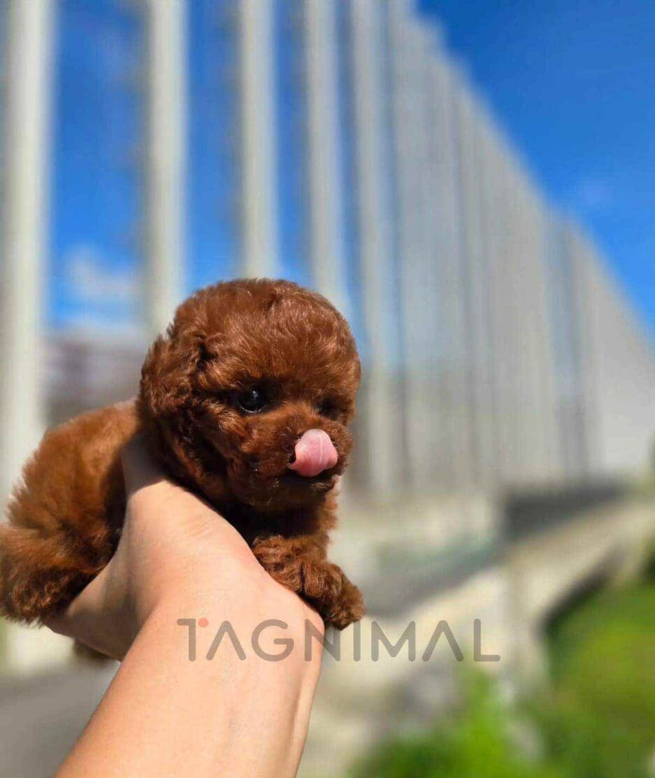 Poodle puppy for sale, dog for sale at Tagnimal