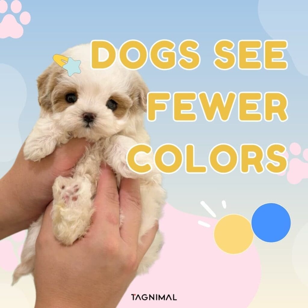 Dogs See Fewer Colors