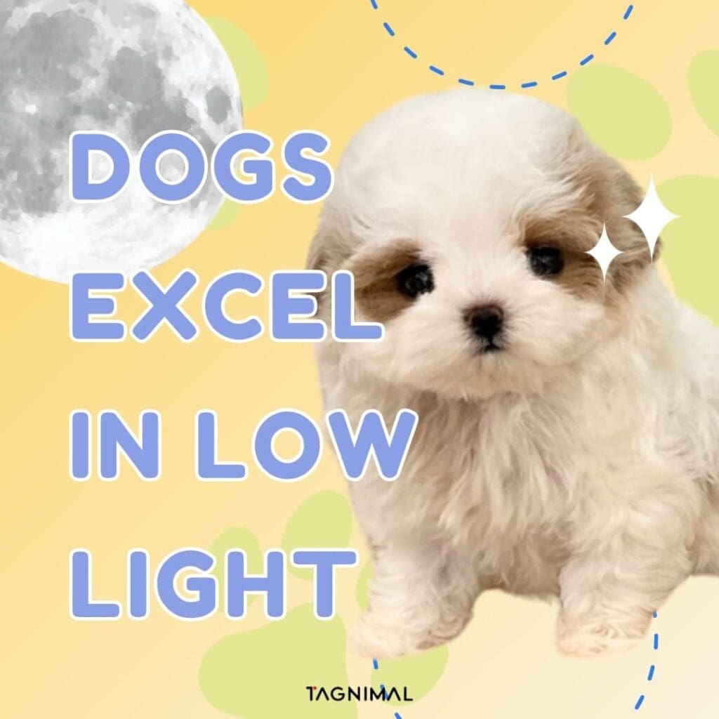 Dogs Excel in Low Light