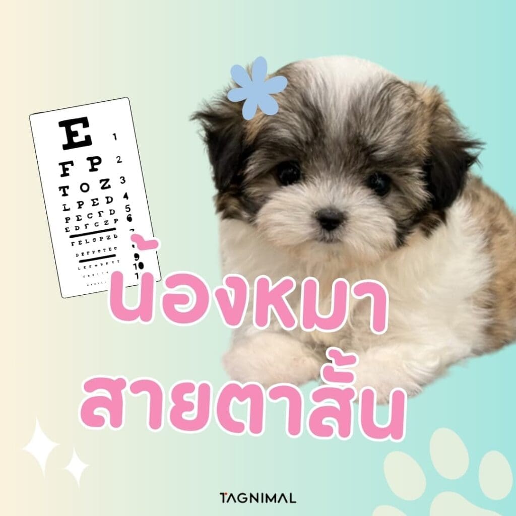 น้องหมาสายตาสั้น