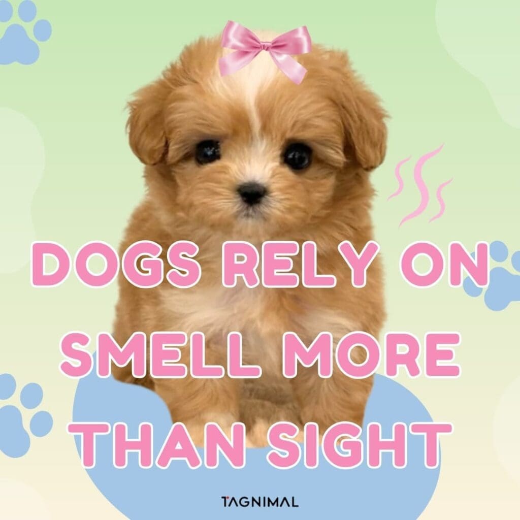 Dogs Rely on Smell More Than Sight