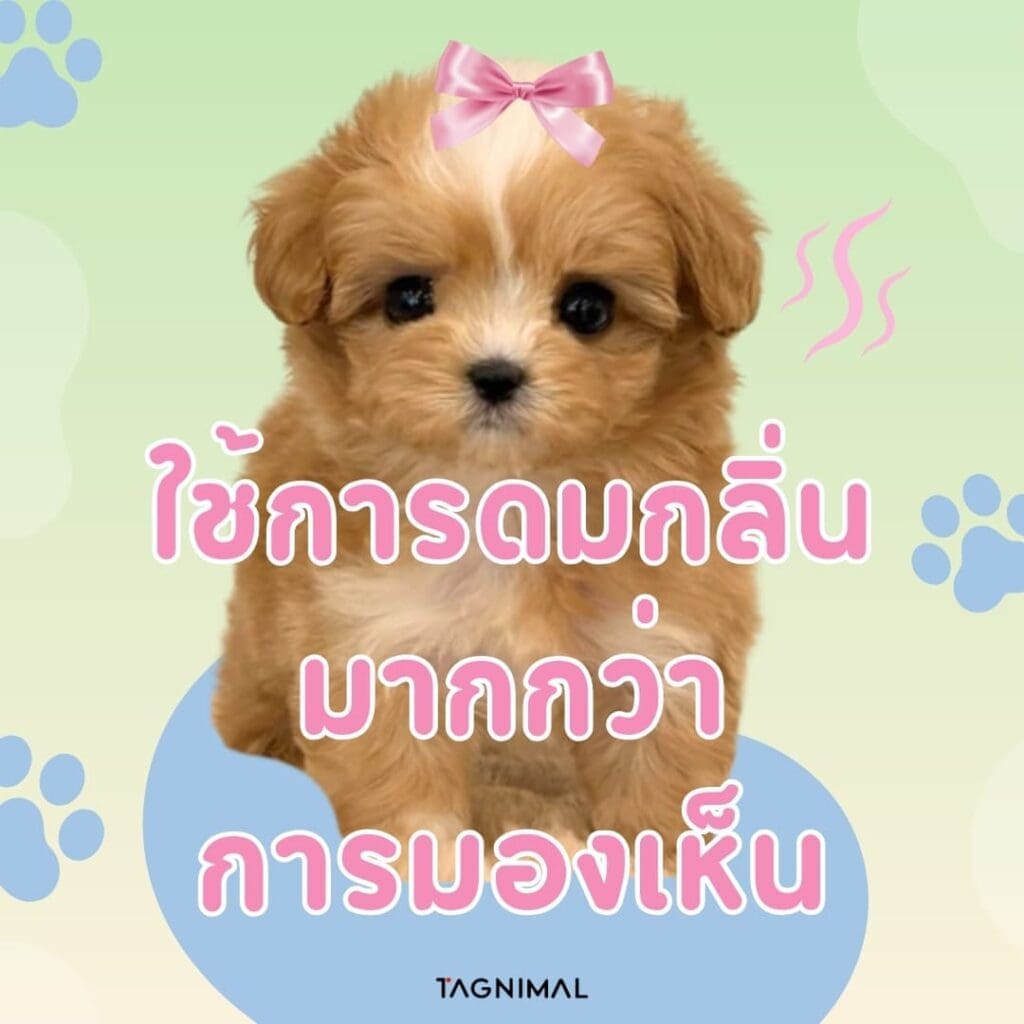 ตรวจจับการเคลื่อนไหวได้รวดเร็ว