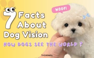 7 Facts About Dog Vision: How Dogs See the World