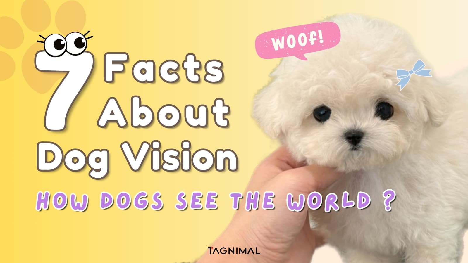 7 Facts About Dog Vision: How Dogs See the World