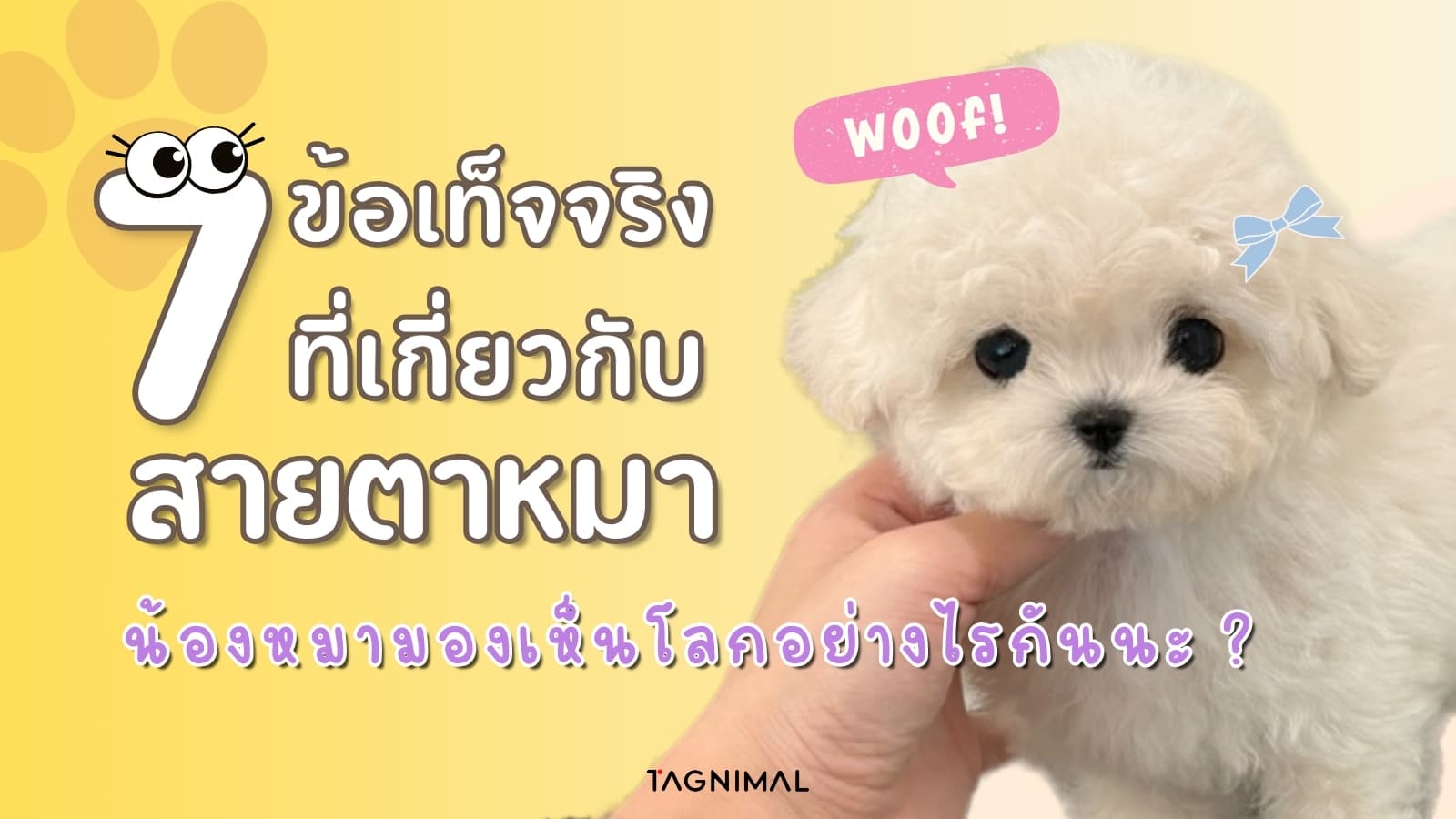 7 ข้อเท็จจริงเกี่ยวกับสายตาน้องหมา: น้องหมามองเห็นโลกอย่างไรกันนะ?