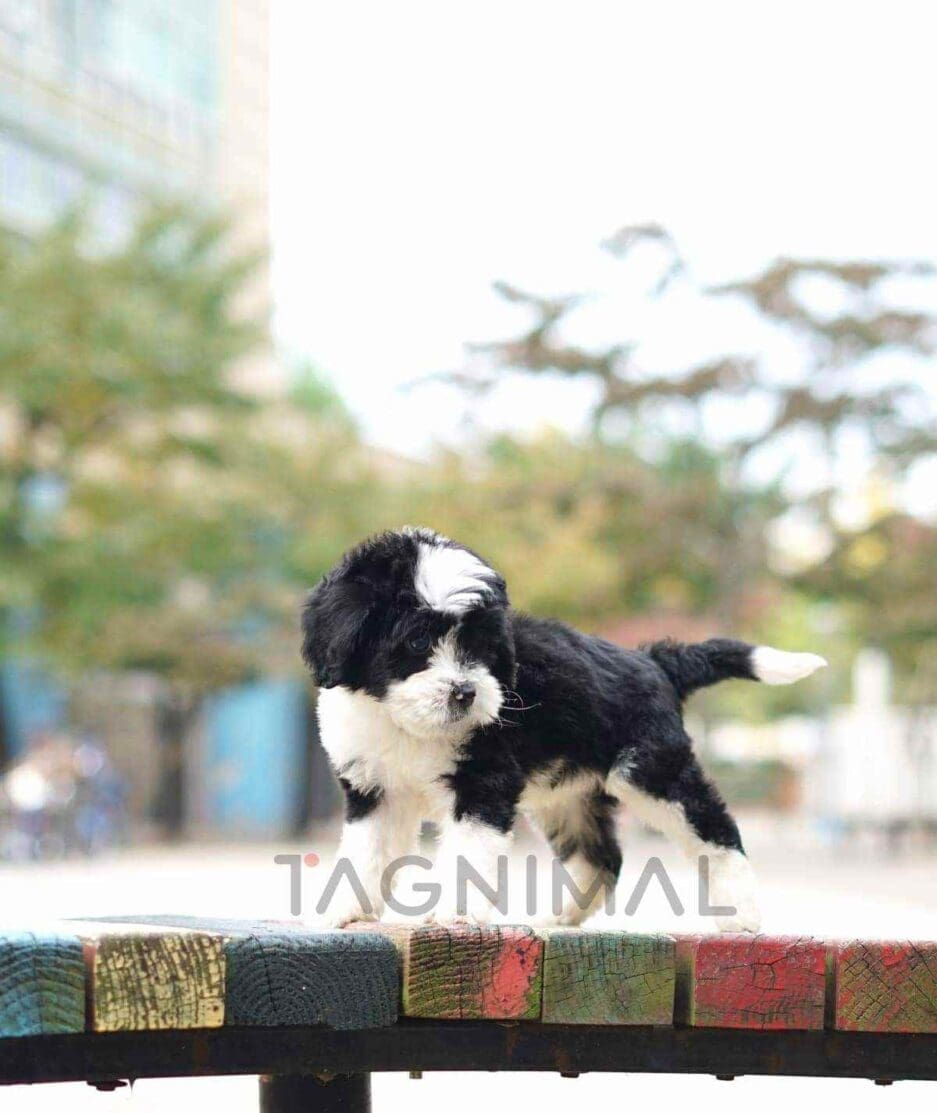 Bernedoodle puppy for sale, dog for sale at Tagnimal