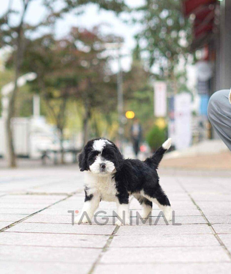 Bernedoodle puppy for sale, dog for sale at Tagnimal