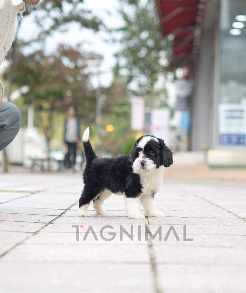 Bernedoodle puppy for sale, dog for sale at Tagnimal