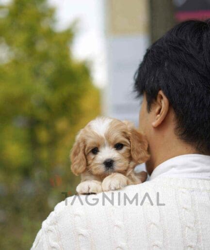 Bernedoodle puppy for sale, dog for sale at Tagnimal