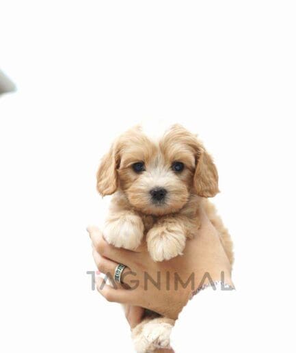 Bernedoodle puppy for sale, dog for sale at Tagnimal