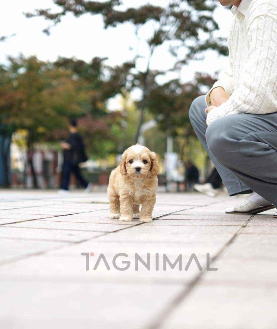 Bernedoodle puppy for sale, dog for sale at Tagnimal