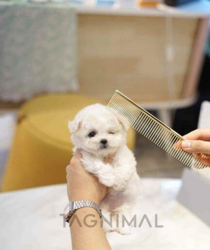 Bichon puppy for sale, dog for sale at Tagnimal