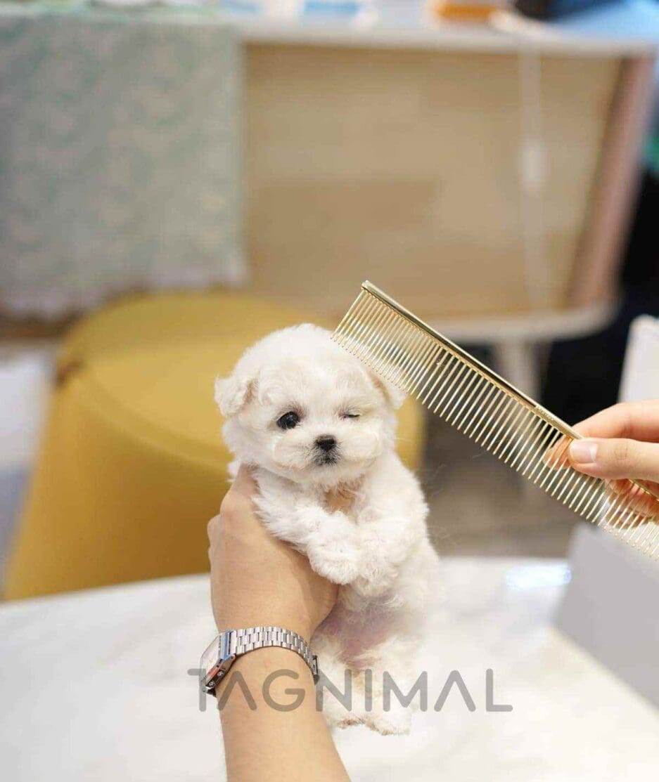 Bichon puppy for sale, dog for sale at Tagnimal