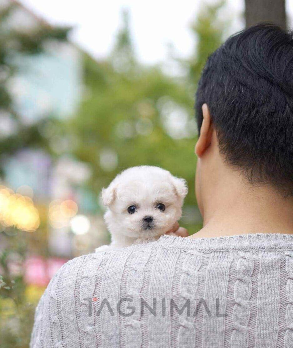 Bichon puppy for sale, dog for sale at Tagnimal