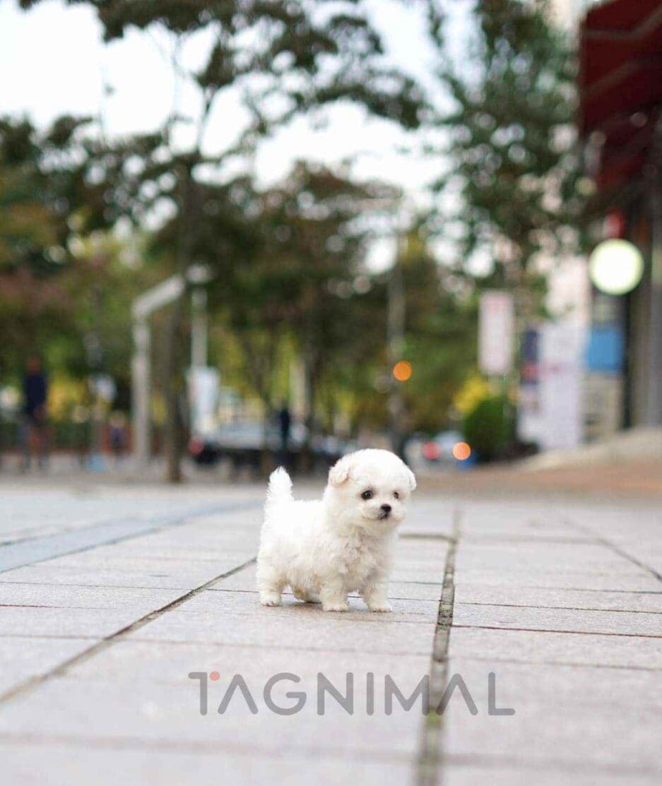 Bichon puppy for sale, dog for sale at Tagnimal