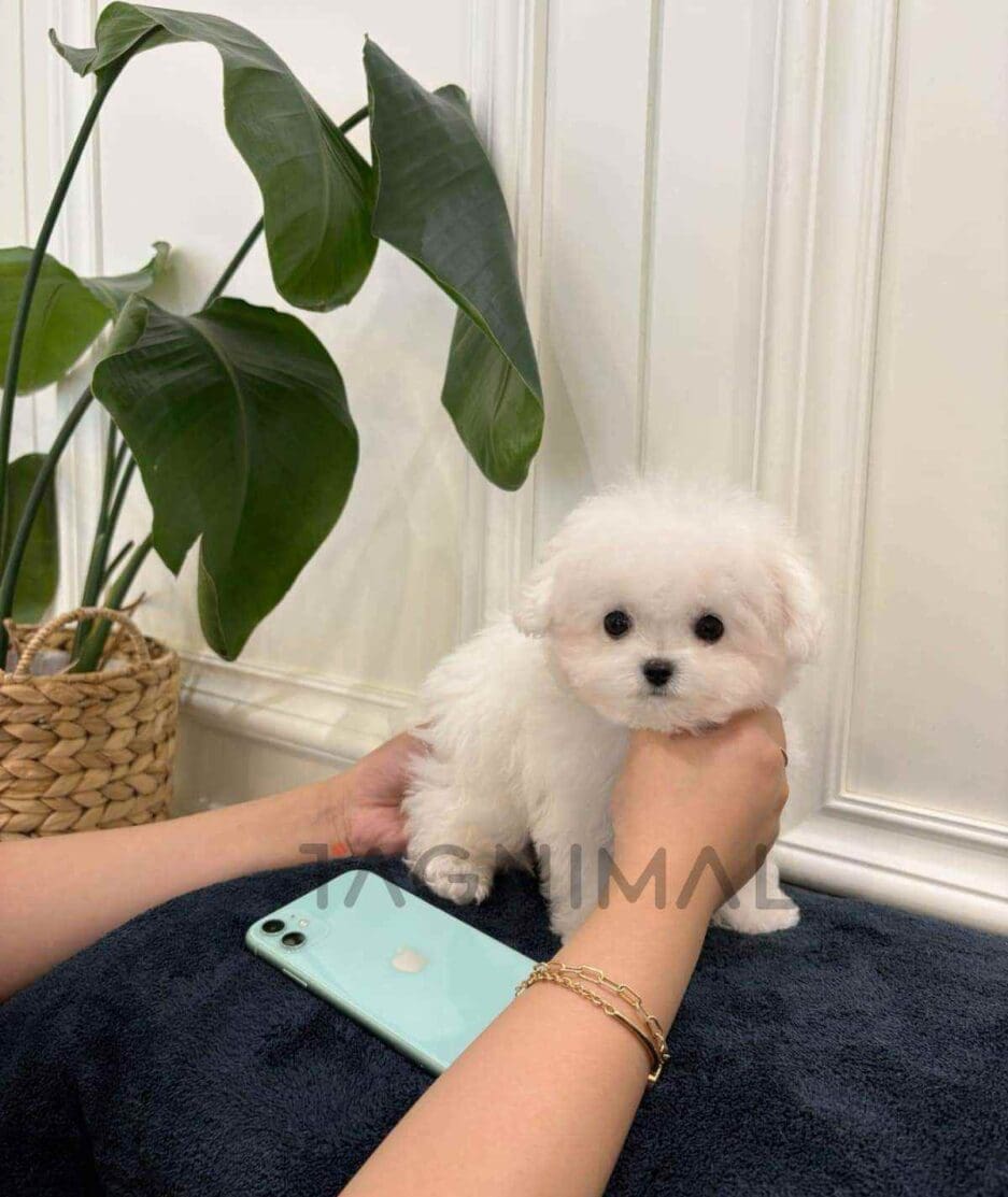 Bichon puppy for sale, dog for sale at Tagnimal