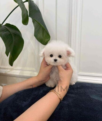 Bichon puppy for sale, dog for sale at Tagnimal