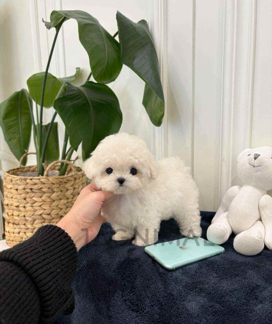 Bichon puppy for sale, dog for sale at Tagnimal