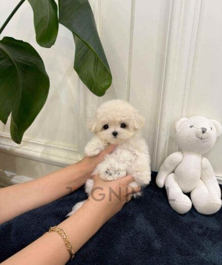 Bichon puppy for sale, dog for sale at Tagnimal