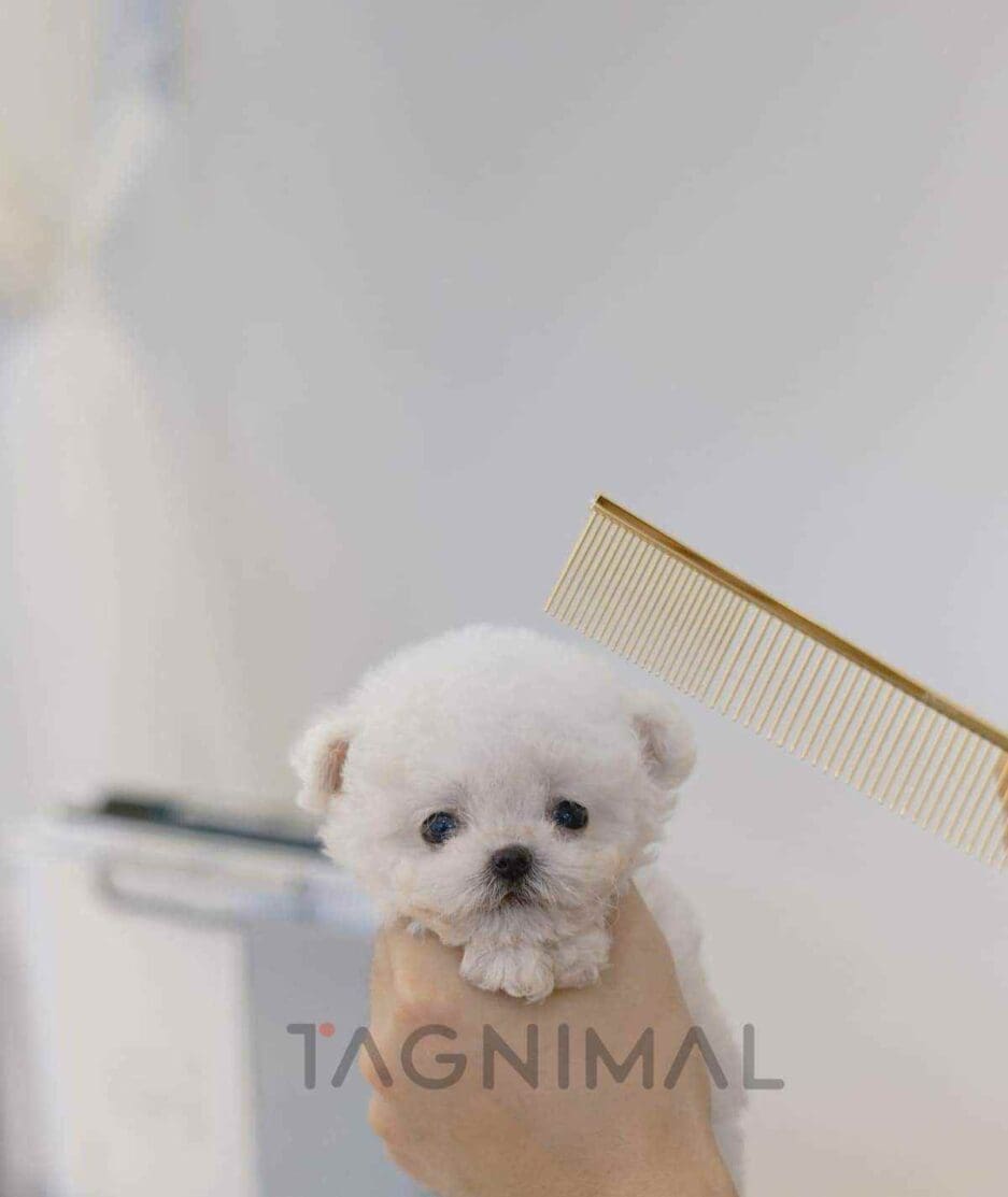 Bichon puppy for sale, dog for sale at Tagnimal