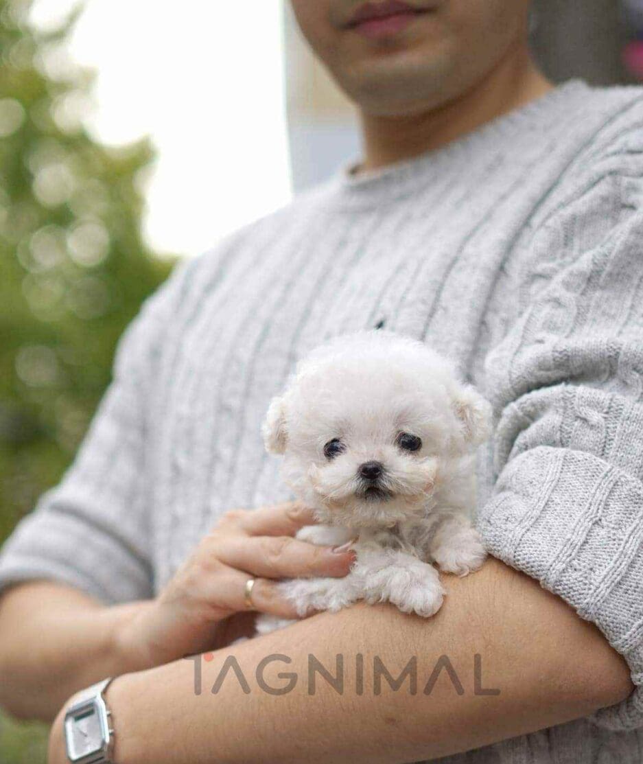 Bichon puppy for sale, dog for sale at Tagnimal