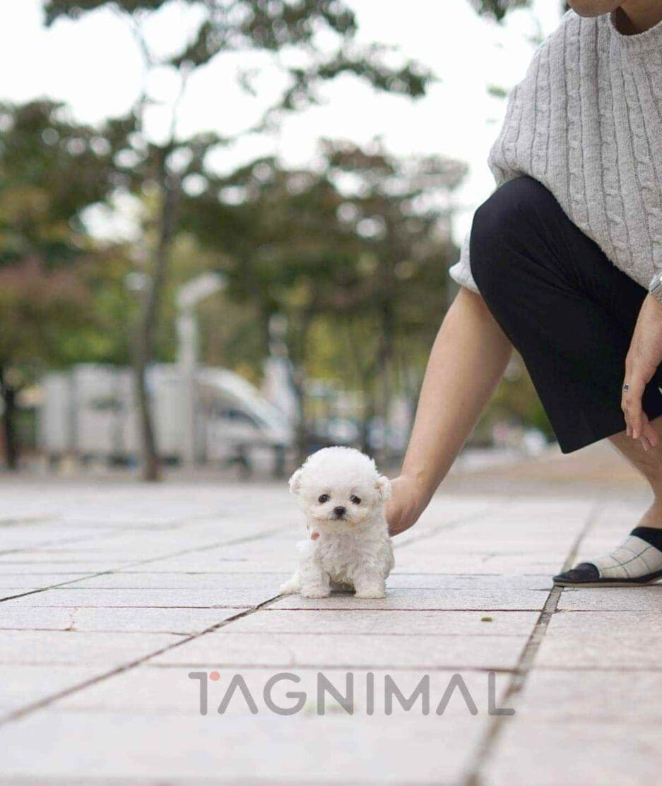 Bichon puppy for sale, dog for sale at Tagnimal