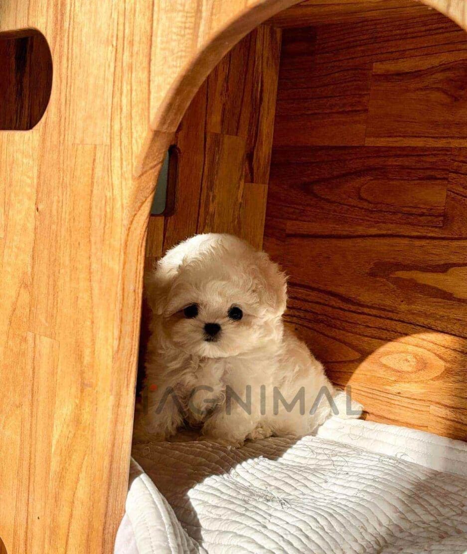 Bichon puppy for sale, dog for sale at Tagnimal