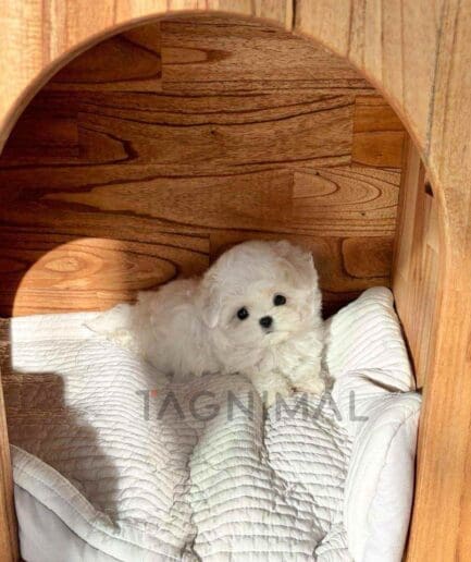 Bichon puppy for sale, dog for sale at Tagnimal