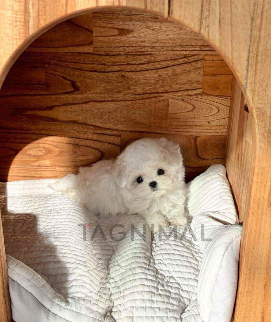 Bichon puppy for sale, dog for sale at Tagnimal