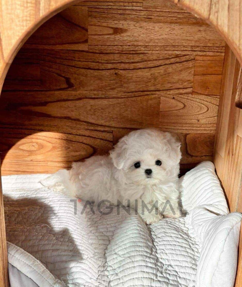 Bichon puppy for sale, dog for sale at Tagnimal