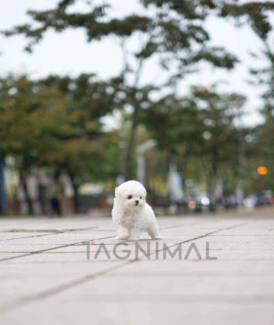 Bichon puppy for sale, dog for sale at Tagnimal