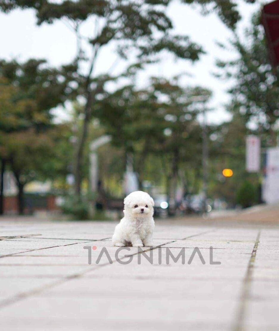 Bichon puppy for sale, dog for sale at Tagnimal