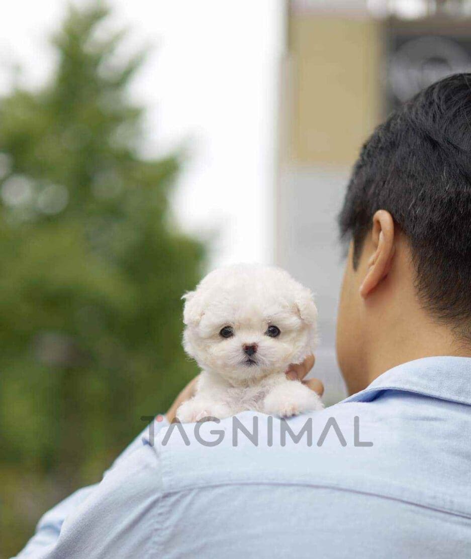 Bichon puppy for sale, dog for sale at Tagnimal