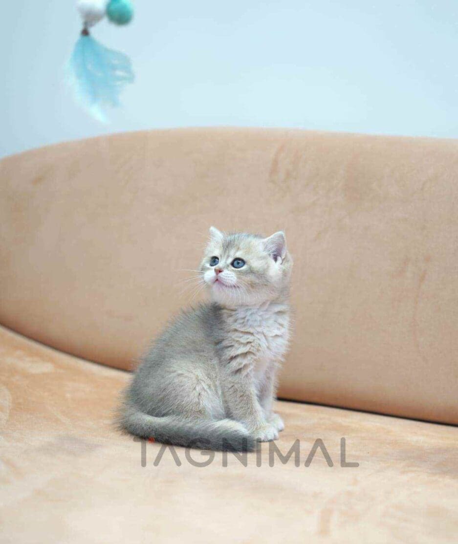 British Shorthair kitten for sale, cat for sale at Tagnimal